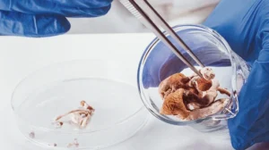 Read more about the article A Beginner’s Guide to Psychedelic Science