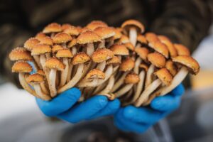 PSYCHEDELICS