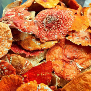 Buy Amanita Muscaria Mushrooms Online