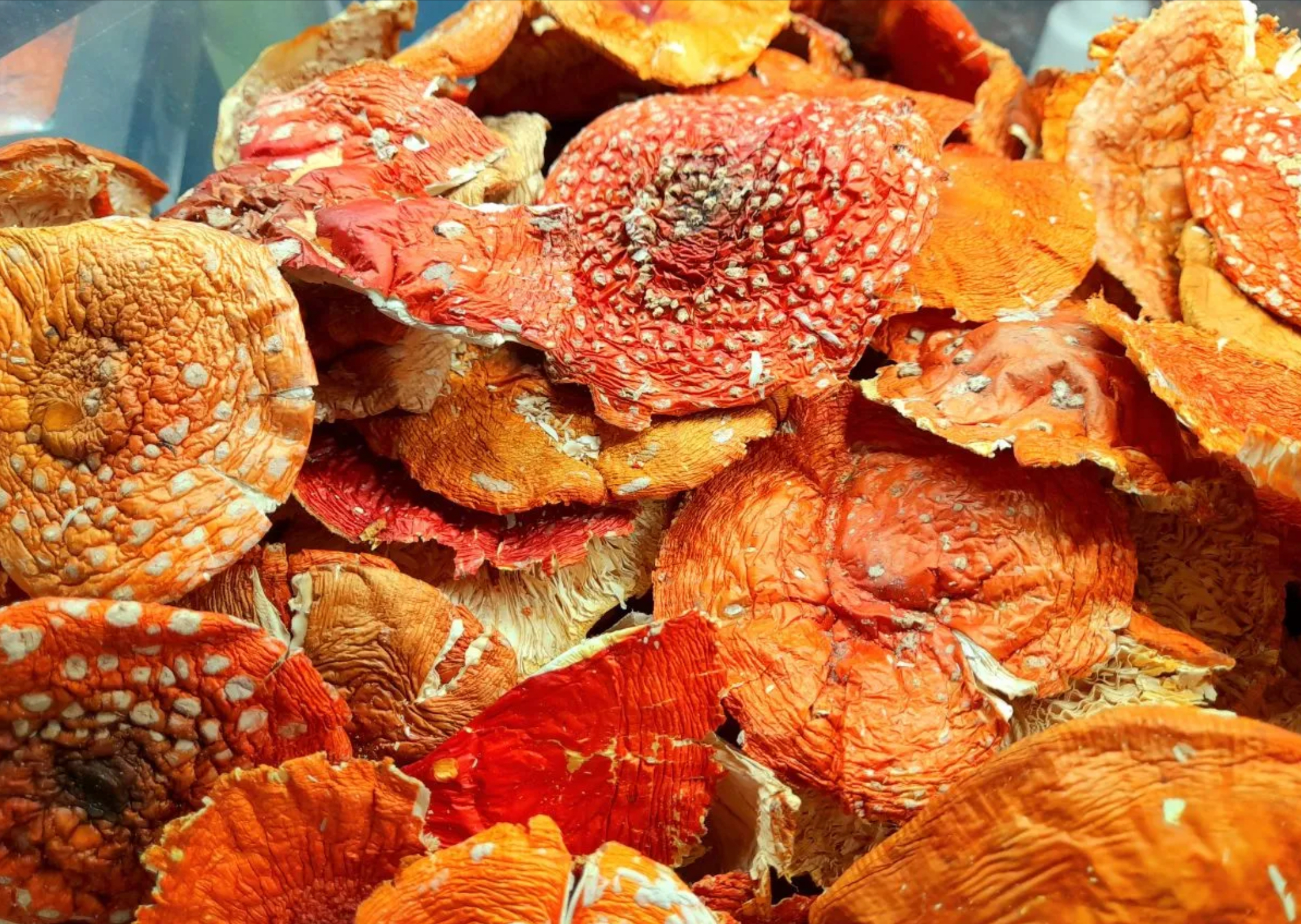 Buy Amanita Muscaria Mushrooms Online - Image 2
