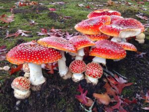 Amanita Mushrooms