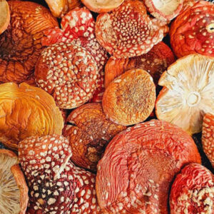 Buy Amanita Muscaria Mushrooms Online