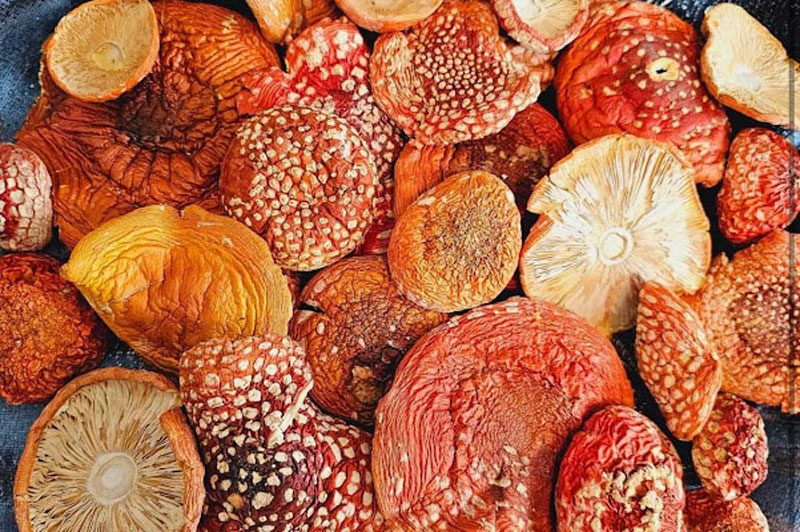 Buy Amanita Muscaria Mushrooms Online