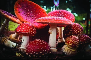 Read more about the article Amanita Mushrooms in Modern Science