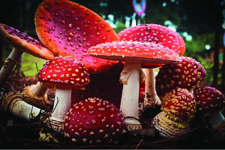 Read more about the article Amanita Mushrooms in Modern Science