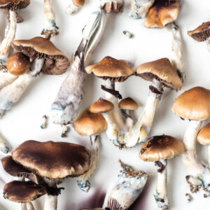 Buy Amazonian Magic Mushrooms