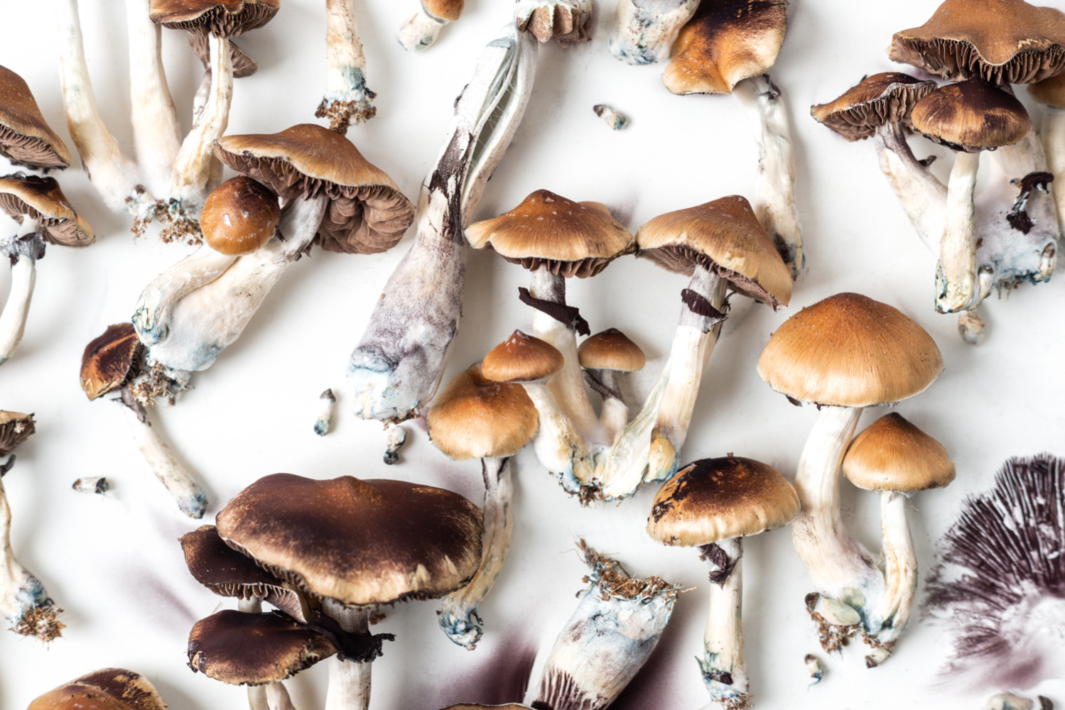 Buy Amazonian Magic Mushrooms