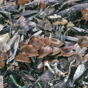 Buy Azurescens Mushrooms Online