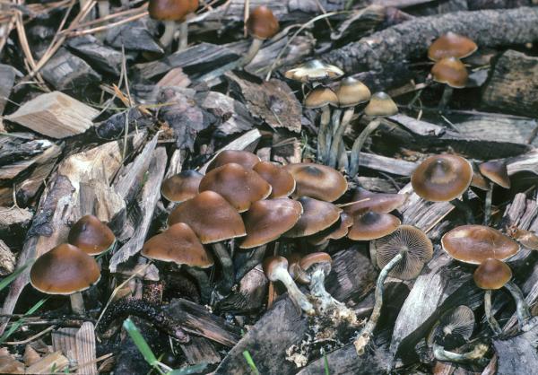 Buy Azurescens Mushrooms Online