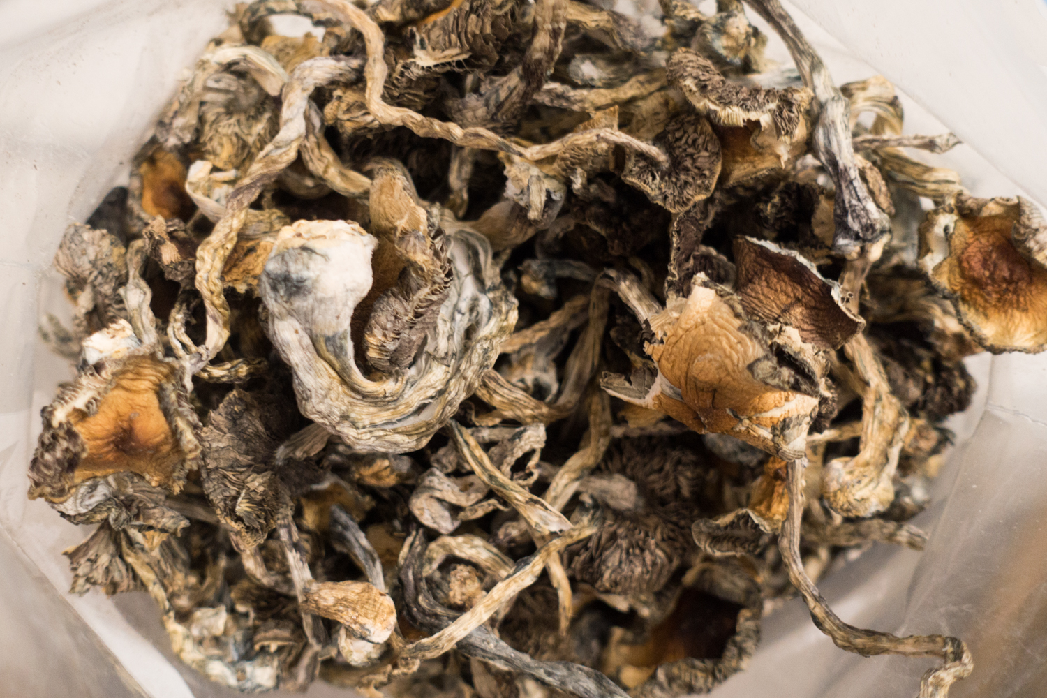 Buy Blue Meanies Mushrooms Online