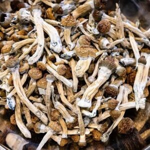 Buy Creature Magic Mushrooms Online
