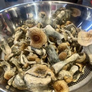 Buy Golden Teacher Mushrooms