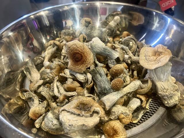 Buy Golden Teacher Mushrooms