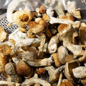 Buy Golden Teacher Mushrooms Online