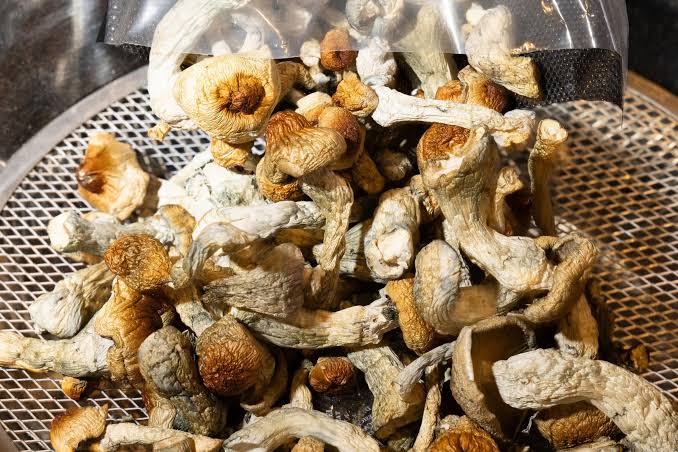 Buy Golden Teacher Mushrooms Online