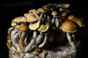 Buy Hallucinogenic Mushrooms Online