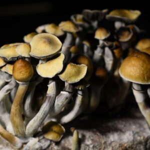 Buy Hallucinogenic Mushrooms Online