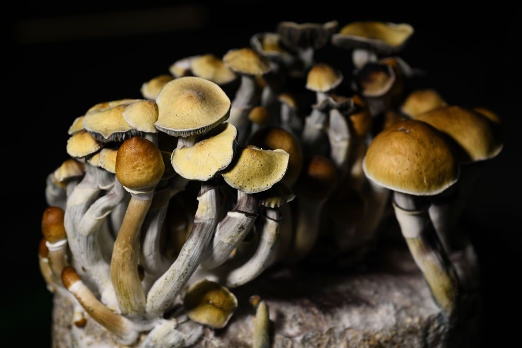 Buy Hallucinogenic Mushrooms Online