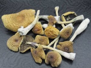 Buy Jedi Mind Fuck Magic Mushrooms