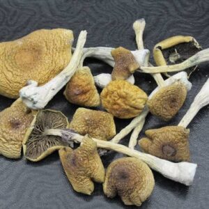 Buy Jedi Mind Fuck Magic Mushrooms