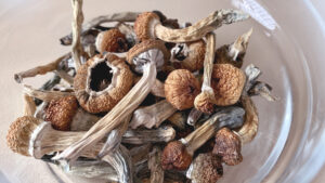 Buy Mexican Cubensis Online