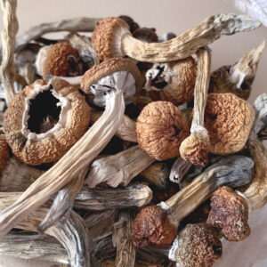 Buy Mexican Cubensis Online