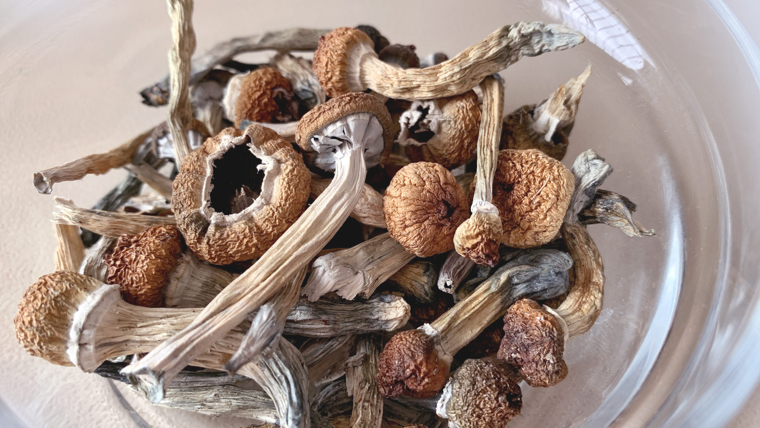 Buy Mexican Cubensis Online