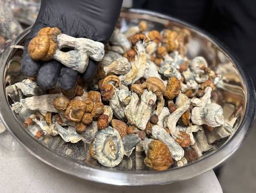 Buy Penis Envy Mushrooms Online