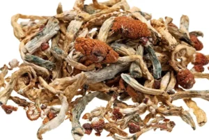Buy Psilocybe Cubensis Mushrooms