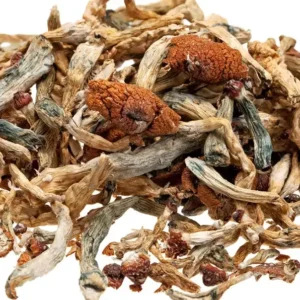 Buy Psilocybe Cubensis Mushrooms