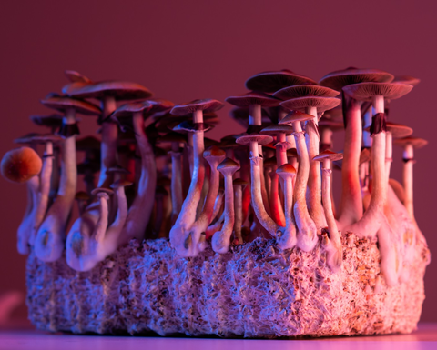 You are currently viewing Cultural Perspectives on Psychedelics