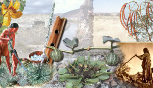 Read more about the article Ethnobotany and Indigenous Plant Knowledge