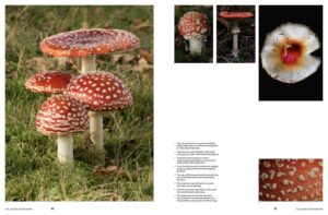 Read more about the article Evolution of Psychoactive Plants and Fungi