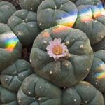 Mescaline Explained