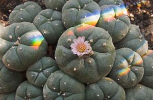 Read more about the article Mescaline Explained