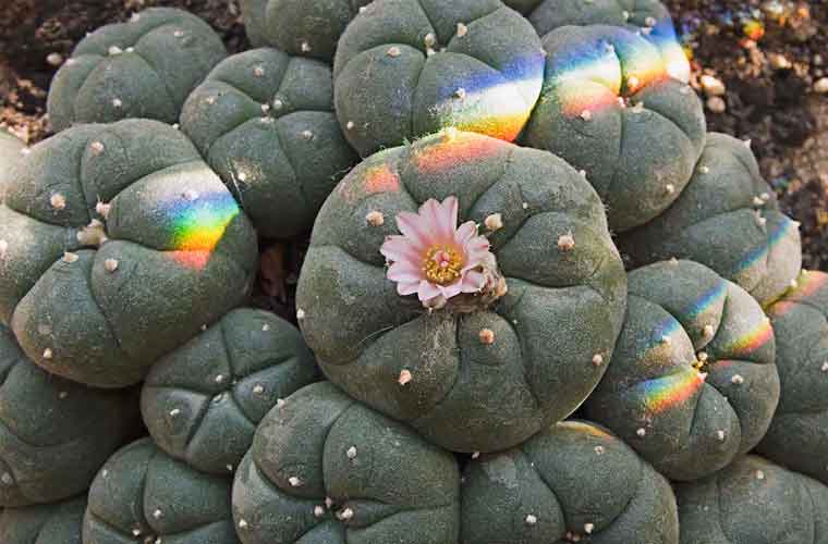 You are currently viewing Mescaline Explained
