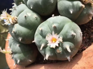 Read more about the article Mescaline Producing Cacti Explained