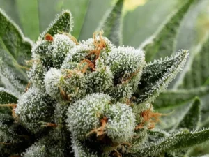 Natural Psychoactive Plants