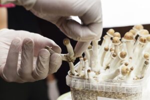 Research Psychedelics