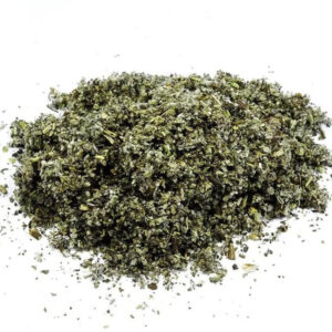 Salvia divinorum