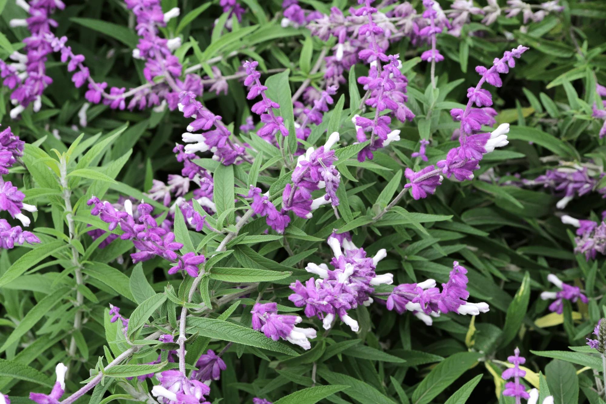 Read more about the article Salvia divinorum From Plant to Research