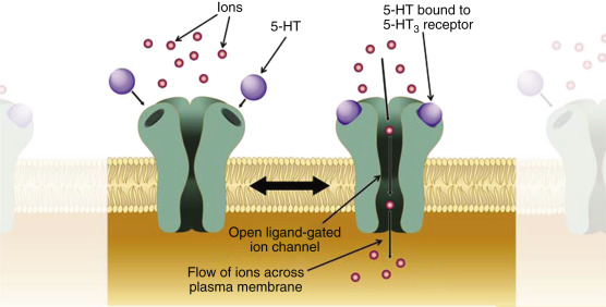 Read more about the article Serotonin Receptors Explained