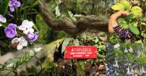 Read more about the article The Botanical Origins of Ayahuasca