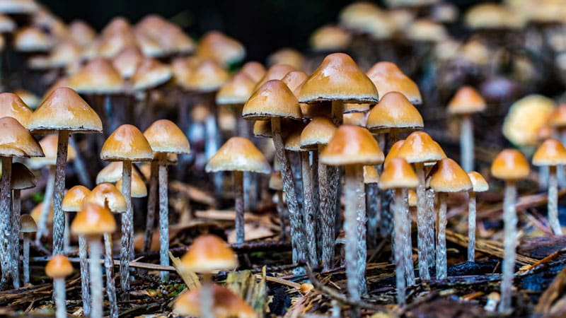 You are currently viewing The Diversity of Psilocybin Mushrooms