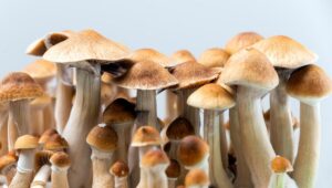 Read more about the article The Ecological Role of Psychedelic Mushrooms in Nature