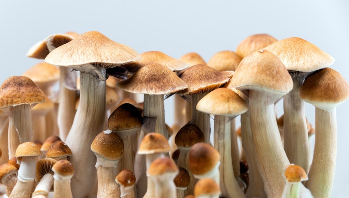 Read more about the article The Ecological Role of Psychedelic Mushrooms in Nature