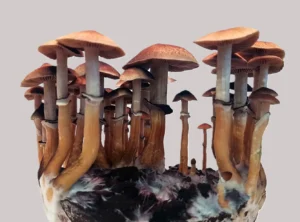 Read more about the article The Evolution of Psilocybin Research
