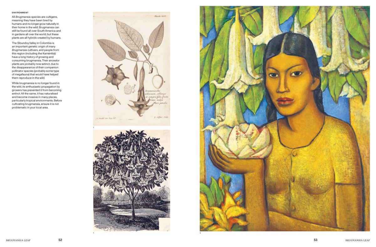 Read more about the article The Global History of Psychoactive Plants