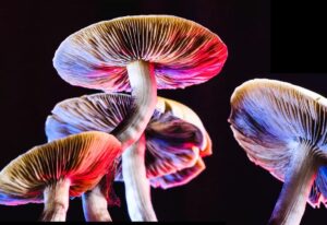 Read more about the article The Modern Renaissance of Psychedelic Science