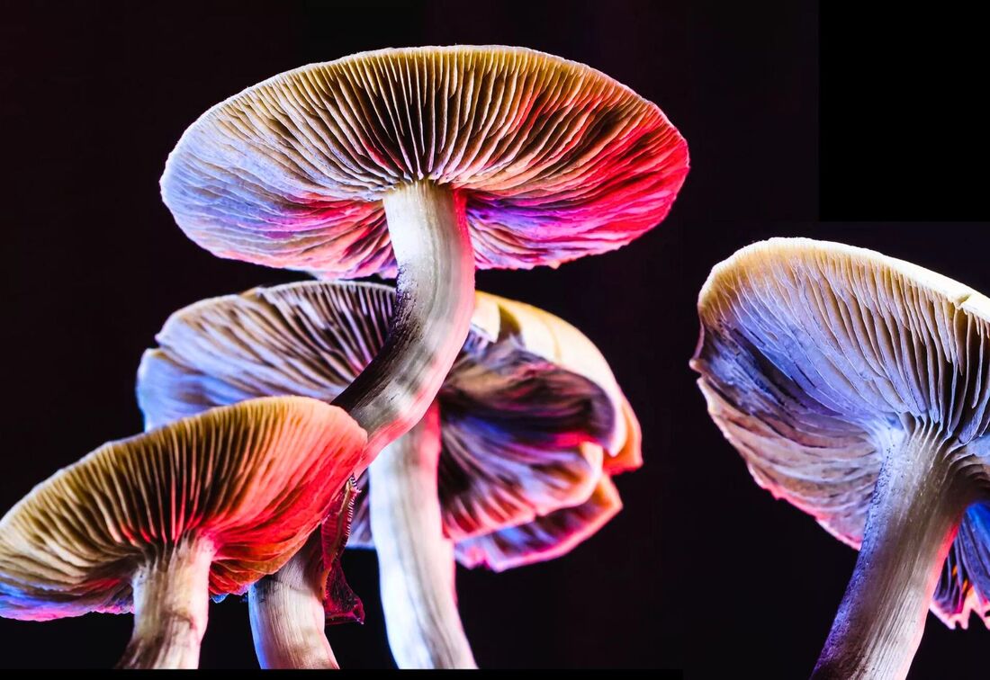 Read more about the article The Modern Renaissance of Psychedelic Science